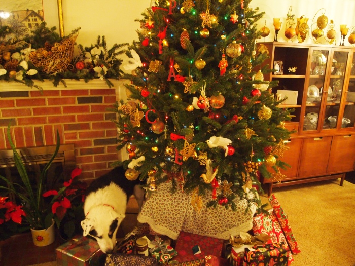 Bailey searches under the Christmas tree for goodies