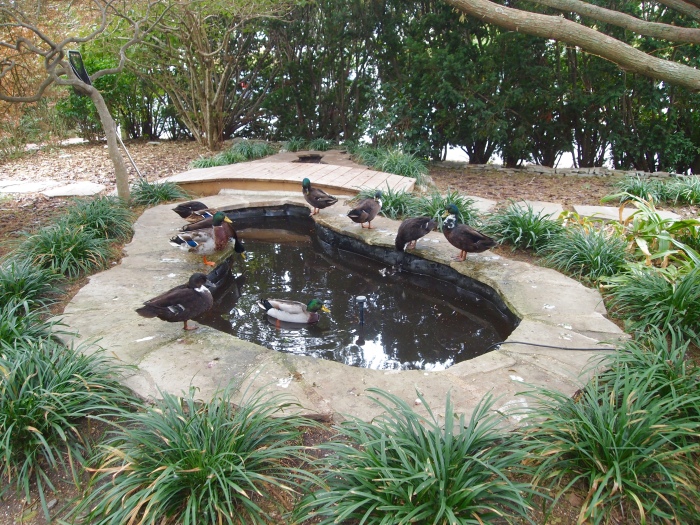 ducks in the pond at the Inn's gardens