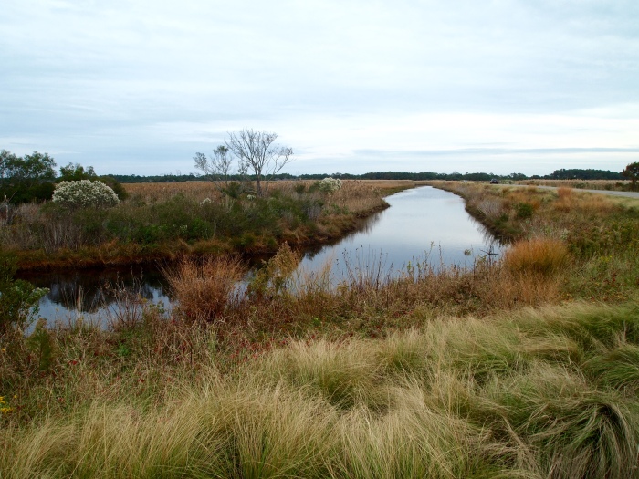 marshland at Black Duck Pool